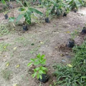 IBOGA POT NURSERY