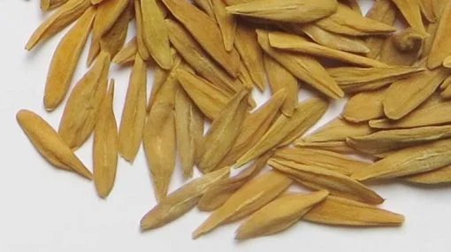 STROPHANTUS GRATUS SEEDS