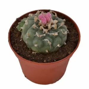 Lophophora Decipiens Peyote