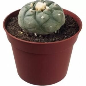 Peyote Lophophora Williamsii