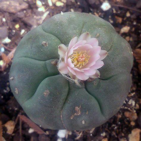 Peyote Seeds - Image 3